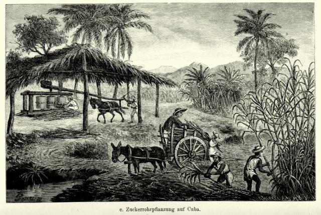 Historisk sukkerrørsplantage